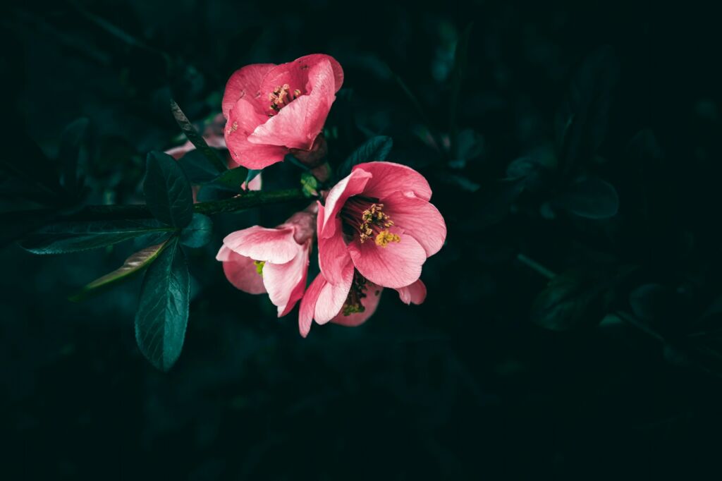 RB Header