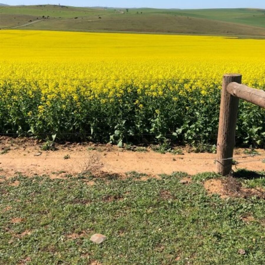 Evelyn Tilley Family farm yellow field rsz