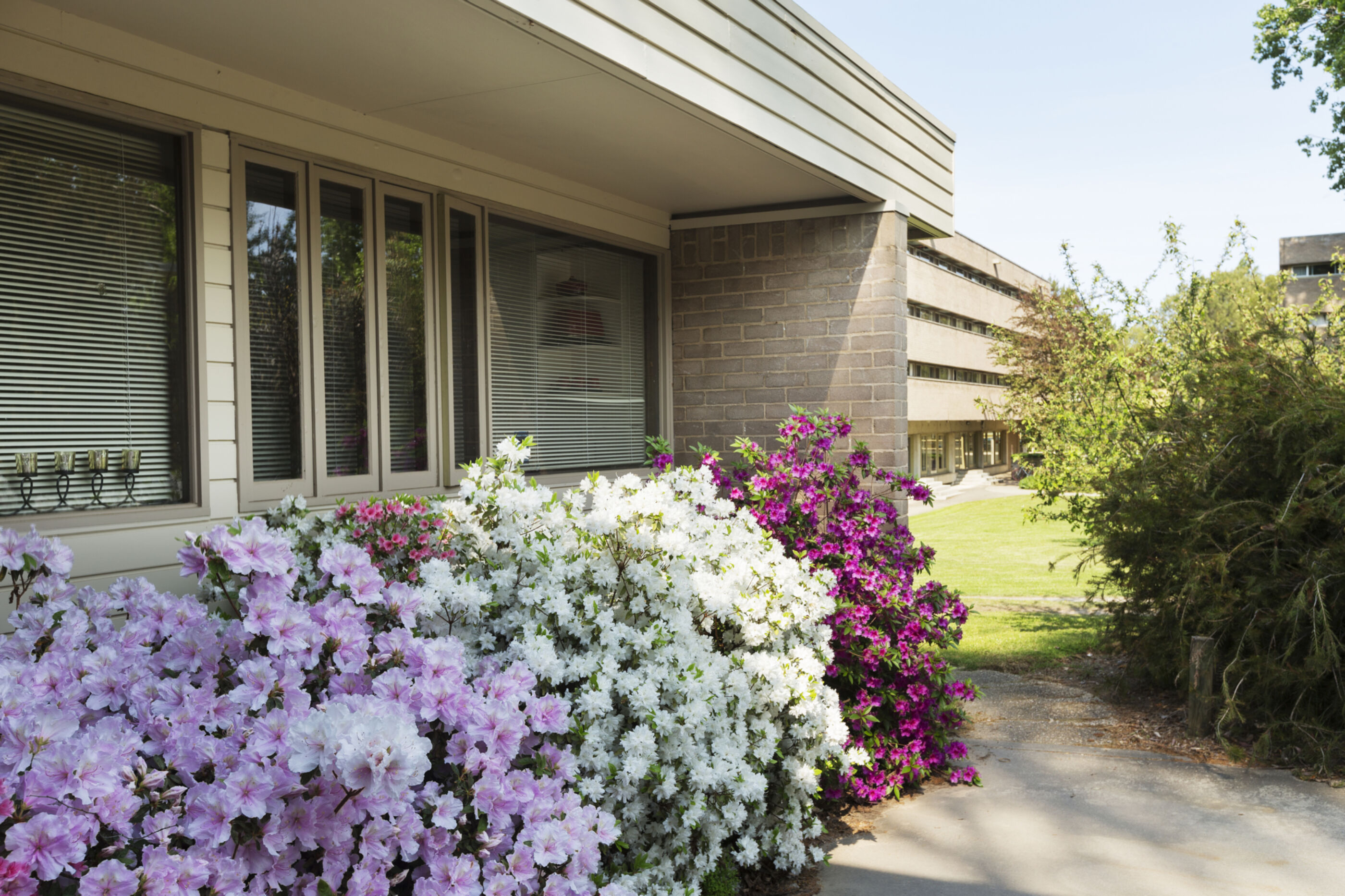 Burgmann College Flowering bushes